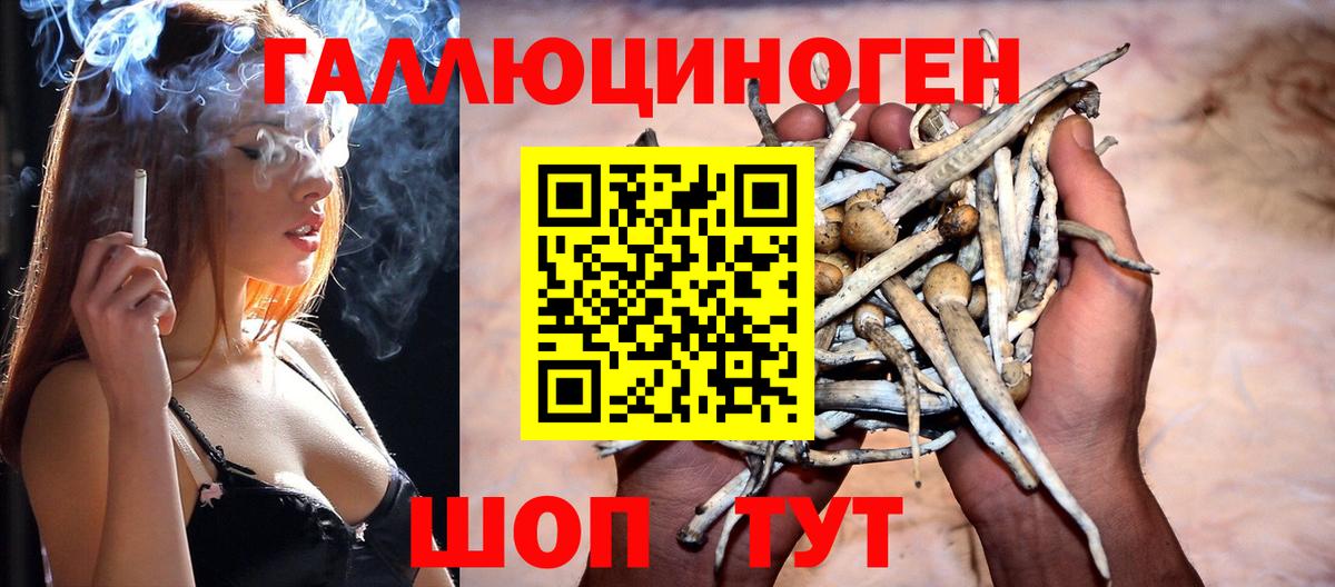Псилоцибиновые грибы Psilocybine cubensis Красноуфимск